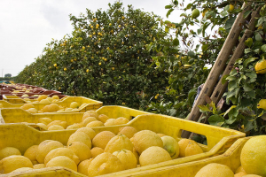 limoni siciliani