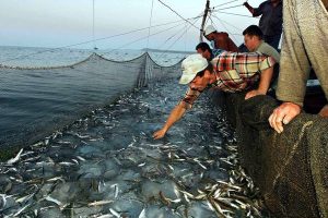 Pesca nel Mar Mediterraneo