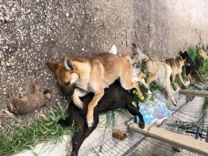 Sicilia strage cani