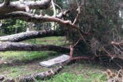 Isola Bella: il caso alberi pericolanti e dramma sfiorato finisce sul tavolo del Procuratore