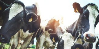 Carne Infetta, giudizio immediato “Gamma Interferon”: il Tribunale di Patti condanna veterinario ed allevatori al risarcimento del Codacons come parte civile