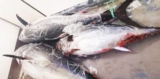 Sicilia, Codacons: pesca illegale del tonno rosso del mediterraneo pesca illegale tonno rosso