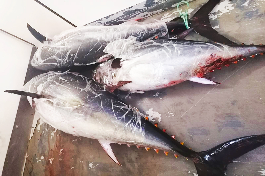 pesca illegale tonno rosso