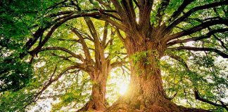 Catania: il Codacons istituisce il Dipartimento “ECOMUSEO BOSCO DI JACI” Ecomuseo bosco di jaci