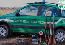Schifani, annullato concorso forestali in Sicilia concorso forestali annullato
