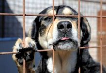 Palermo, scoperto canile abusivo: Codacons e Assofido si costituiscono parte offesa Canile abusivo Palermo