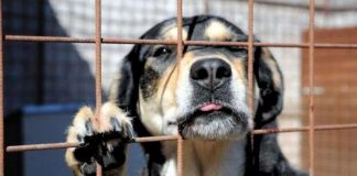 Palermo, scoperto canile abusivo: Codacons e Assofido si costituiscono parte offesa Canile abusivo Palermo