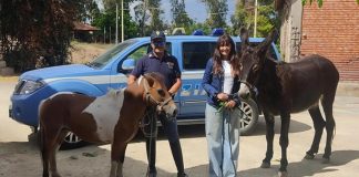 Asino e pony salvati a Catania. Plauso del Codacons a Questura macellazioni illegali