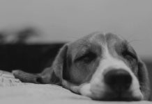 Pedara: cane avvelenato. cane avvelenato