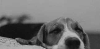 Pedara: cane avvelenato. cane avvelenato