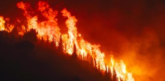 Incendi in Sicilia: il Codacons denuncia gravi fallimenti nel sistema di prevenzione Incendi in Sicilia