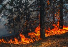 Sicilia in fiamme: il Codacons chiede il commissariamento dell’isola per l’emergenza ambientale Sicilia in fiamme