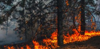 Sicilia in fiamme: il Codacons chiede il commissariamento dell’isola per l’emergenza ambientale Sicilia in fiamme