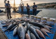PESCE NON IDONEO NEI MERCATI RIONALI: CODACONS DENUNCIA UNA SITUAZIONE ALLARMANTE E CHIEDE CONTROLLI STRUTTURALI sequestro pesce palermo