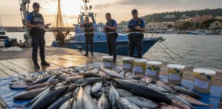PESCE NON IDONEO NEI MERCATI RIONALI: CODACONS DENUNCIA UNA SITUAZIONE ALLARMANTE E CHIEDE CONTROLLI STRUTTURALI sequestro pesce palermo