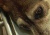 Cane lanciato dal quarto piano a San Giovanni la Punta, Codacons Sicilia e Consaambiente si costituiranno parte civile cane lanciato dal quarto piano