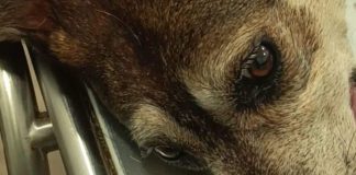 Cane lanciato dal quarto piano a San Giovanni la Punta, Codacons Sicilia e Consaambiente si costituiranno parte civile cane lanciato dal quarto piano