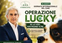 Oggi Giornata Internazionale del cane, Tanasi lancia “Operazione lucky” cane smarrito cosa fare