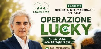 Oggi Giornata Internazionale del cane, Tanasi lancia “Operazione lucky” cane smarrito cosa fare