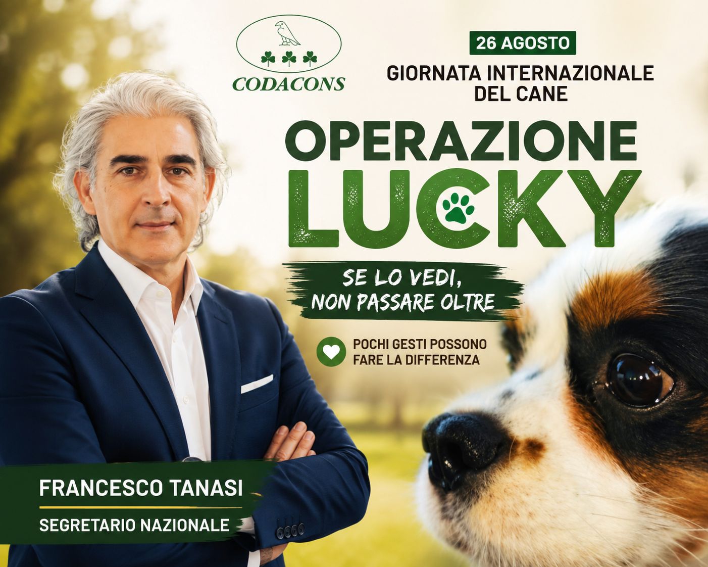 cane smarrito cosa fare